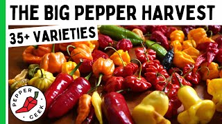 Incredible Pepper Harvest  Over 35 Different Varieties  Pepper Geek [upl. by Gorman]