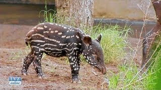 Tapirnachwuchs erkundet Gehege [upl. by Ruffi683]