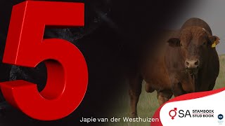 5 Things we at SA Stud Book do [upl. by Ynohtna]