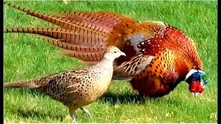 Common Pheasant male courting a Pheasant female in our garden [upl. by Ajdan]