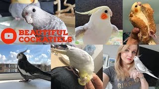 Cockatiels are the BEST  Beautiful Birds Edition  Happy Cockatiels  Cockatiel Funny Videos [upl. by Frisse269]