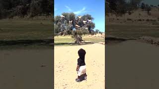 Goats climb trees in Morocco to eat Argon nuts that make of 84 of their diet [upl. by Annibo]