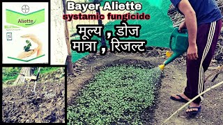 Systamic fungicide  Bayer Aliette  Fosetyl Al 80WP  Bayer  PraveenThakur  Aliette fungicide [upl. by Shelba]