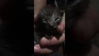 Orphaned kitten purring [upl. by Nirtiak]