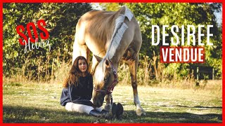 ÉPISODE 3  SOS HELORZ 2 DÉSIRÉE VENDUE COMMENT SURMONTER LA VENTE DUN CHEVAL IMPORTANT [upl. by Seyler845]