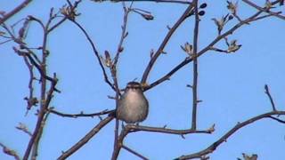 Bewicks Wren [upl. by Neeroc]