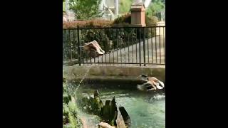 Mallard duck at Dorney Park June 2017 birds animals wildlife [upl. by Pinsky871]