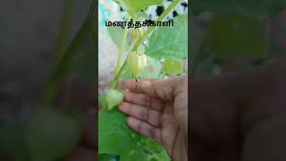 🌿மணத்தக்காளி செடிterrace gardenplantshortvedio [upl. by Cioffred]