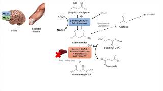 Ketone Body Metabolism  Ketolysis  Transport Absorption and Catabolism [upl. by Adnilg144]