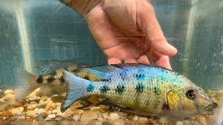 Fossorochromis rostratus a very large cichlid from Africas Lake Malawi [upl. by Aracat]