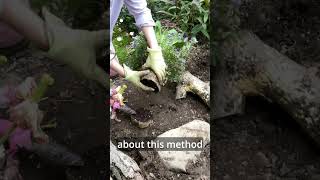 Planting a Rootbound Plant [upl. by Scevo802]