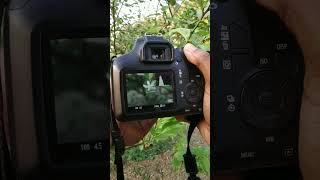 Canon 3000D Photography Test  Canon DSLR Camera Review 2023 [upl. by Lotta]