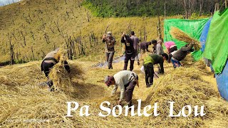 The Great PADDY 🌾🌾🌾 Harvest Festival SEHAO VANGKHO [upl. by Brenza917]