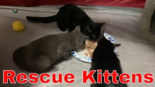 Foster Kittens Eating Wet Food  Happy Kitten Sounds [upl. by Annahtur702]