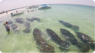 Heard of Manatees Swims By  Amazing Sea Cow Footage [upl. by Defant]