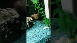 My now aquarium team snails Bob amp Gary amp my now catfish Oto [upl. by Mela]