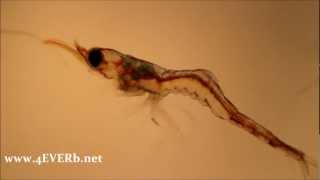 thor amboinensis larva [upl. by Sabina]