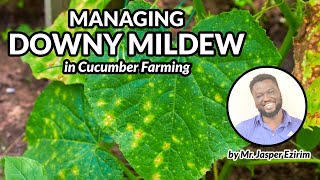 Managing Downy Mildew in Cucumber Farming  Mr Jasper Ezirim [upl. by Hortensa]