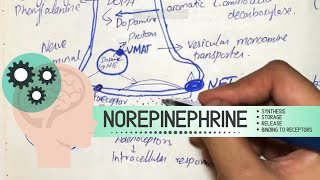 Norepinephrine  Synthesis Storage Release Binding to receptors Degradation Drugs acting [upl. by Madai350]