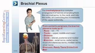 Rapid Learning Introduction to Skin and Musculoskeletal System [upl. by Vescuso894]