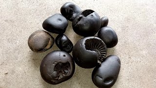 Shaligram  different kinds of 10pic shaligram shila  gandaki river shaligram [upl. by Stag]