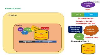 Gibberellin signaling pathway [upl. by Grenier]