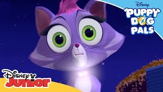 Return to the Pumpkin Patch 🎃  Puppy Dog Pals 🐶  Disney Junior Arabia [upl. by Aohsoj154]