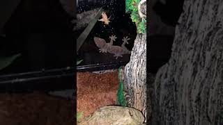 How to tame tokay geckos part 2 [upl. by Llerrad263]