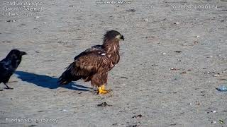 Whitetailed Eagle and other Birds Siemień Poland 20241020 [upl. by Melany]