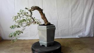 Bonsai Elaeagnus Pungens 38513 [upl. by Nimsay]