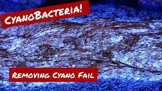 ChemiClean Treatment Failure  Dealing With Cyano [upl. by Dorry233]