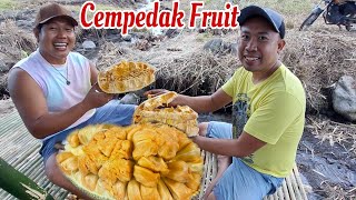 Cempedak Fruit Sobrang sarap Talaga [upl. by Airod]