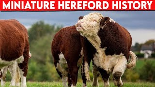 ⭕ Cattle Breeds Miniature Hereford History ✅ Cattle MINIATURE HEREFORD  Bulls Miniature Hereford [upl. by Gannie]