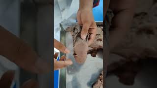 Tongue larynx trachea pharynx amp oesophagus viscera demo in bangla mbbs1stprof mbbs anatomy [upl. by Solim891]