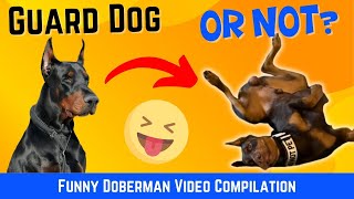 Dobermans Breaking Character Funny Doberman Video Compilation [upl. by Assirual]