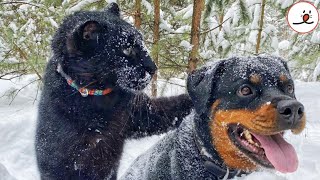 Black Panther Raised By A Lady Made Friendship With A Rottweiler｜PECO [upl. by Tnairb687]