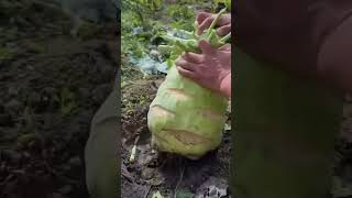 Giant kohlrabi picking [upl. by Anwahsad796]