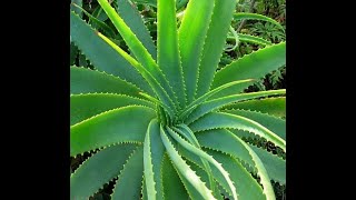 Aloe Barbadensis Miller Aloe Vera  Usage and Health Benefits [upl. by Navak623]