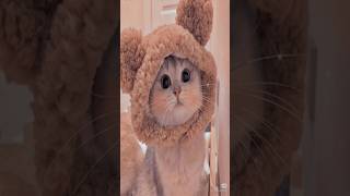 Tumsa koi piyar koi Masum nahi hai Cute cat 😺😺😺catlovertrendingcuteyoutubeshort [upl. by Oicirbaf]