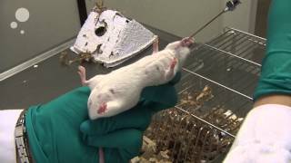 Oral Gavaging On Mouse [upl. by Mcferren]