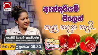 Diriya Arunodaya 2024 10 29  Heshan Anthurium  Jaya Tv Sri lanka HeshanAnthurium [upl. by Ydniahs575]