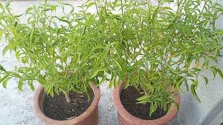 How to grow chilli from seeds  Seed to harvest [upl. by Ahseenal]