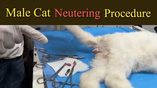 Male cat neutering procedure  Benefits of male cat neutering  Cat and dog neutering [upl. by Ewens]