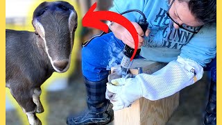 Disbudding a Dairy Goat First Time Doing it Myself VLOG [upl. by Ellehsat]