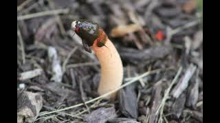 DOG STINKHORN [upl. by Yenal]