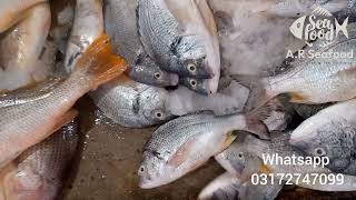 13 November  Karachi fish harbour  fresh fish rates  fresh fish purchasing [upl. by Sandie]