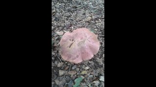 كيف نميز بين فطر ابو خملة السام Boletus lupinus وفطر الزرزور الغير سام Suillus granulatus [upl. by Nie]