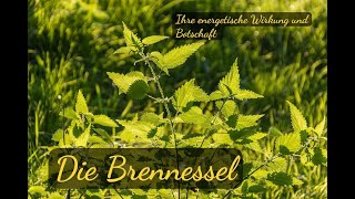 Die Brennessel  Ihre energetische Wirkung und Botschaft [upl. by Enymzaj]