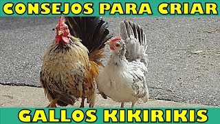 7 Consejos Importantes para Cuidar a tus Kikirikis [upl. by Auginahs]