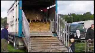 Builth Wells Sheep Sale [upl. by Anig]